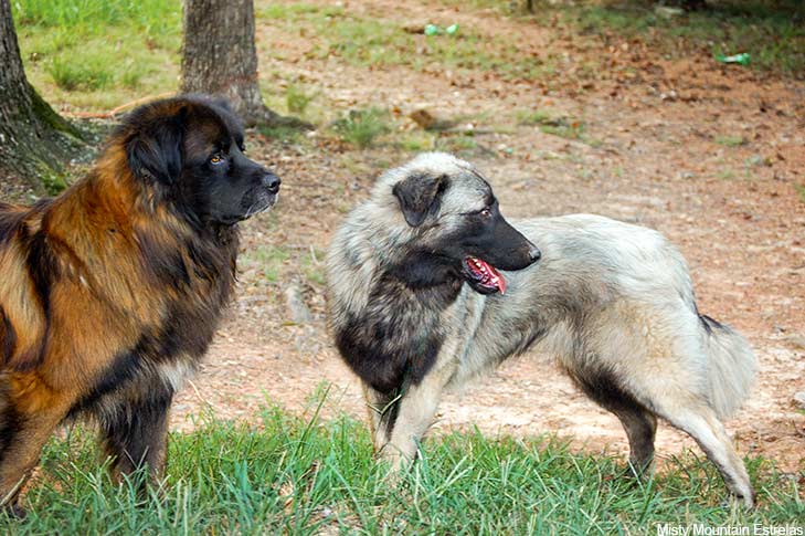 Puppies