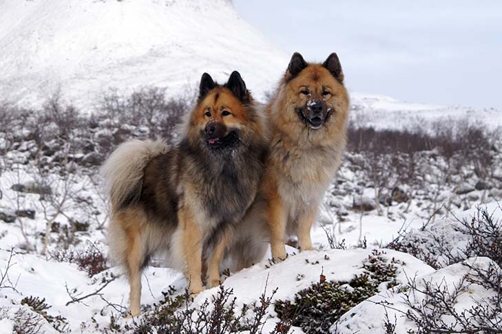 Puppies