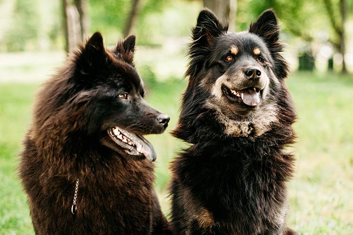 Puppies