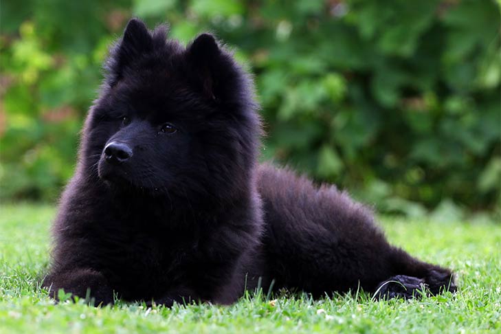 Puppies