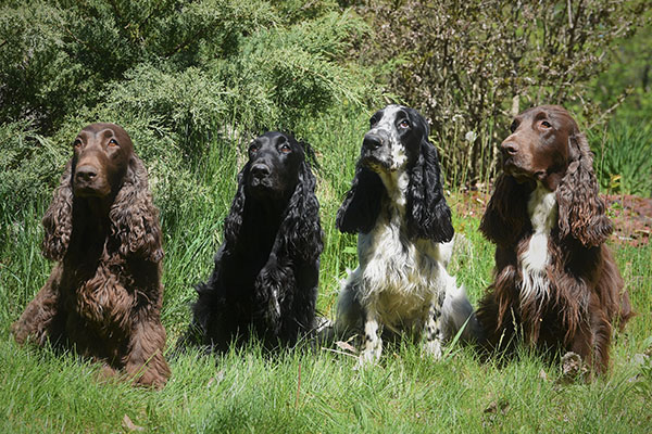 Puppies