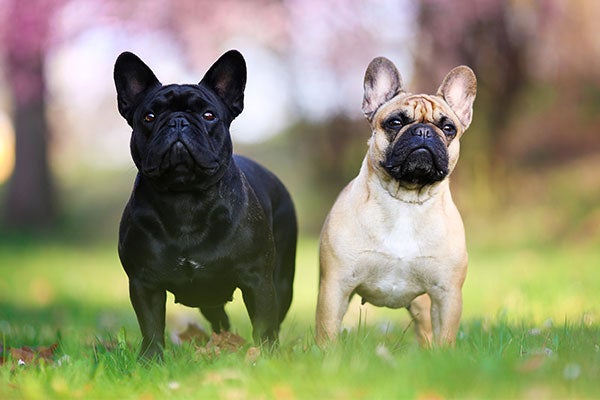 Puppies