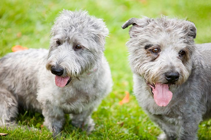 Puppies