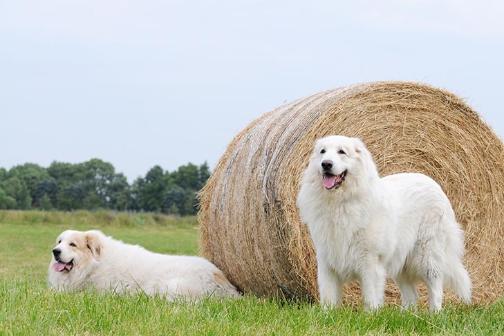 Puppies
