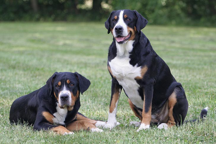 Puppies