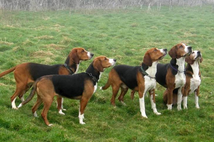 Puppies