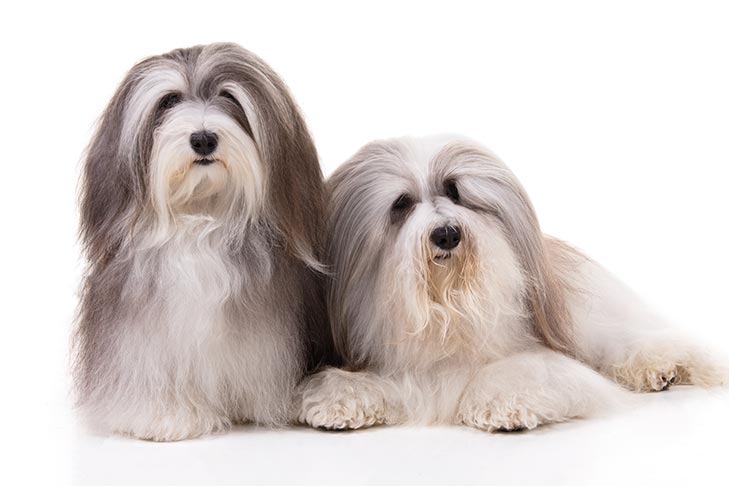 Puppies