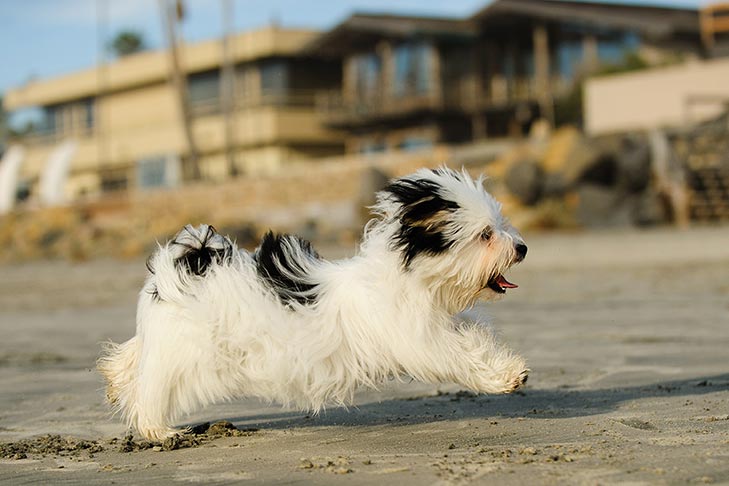 Puppies