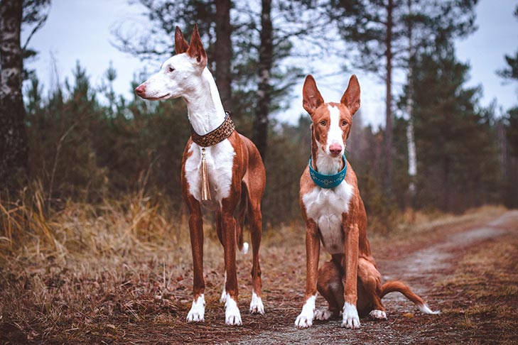 Puppies