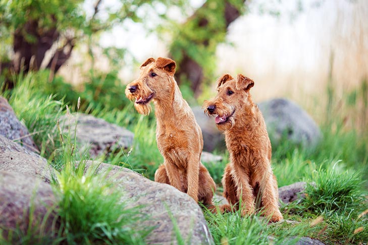 Puppies