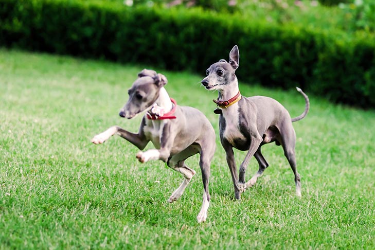 Puppies