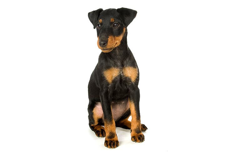 Puppies