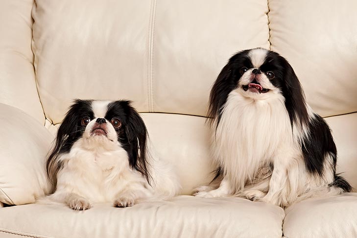 Puppies