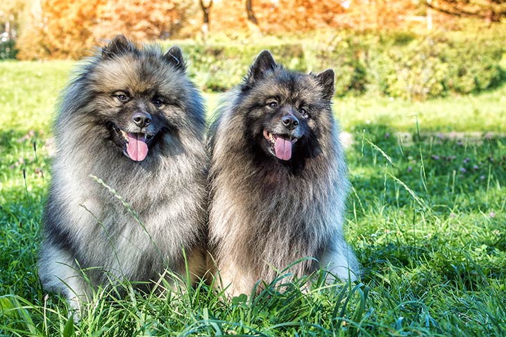Puppies