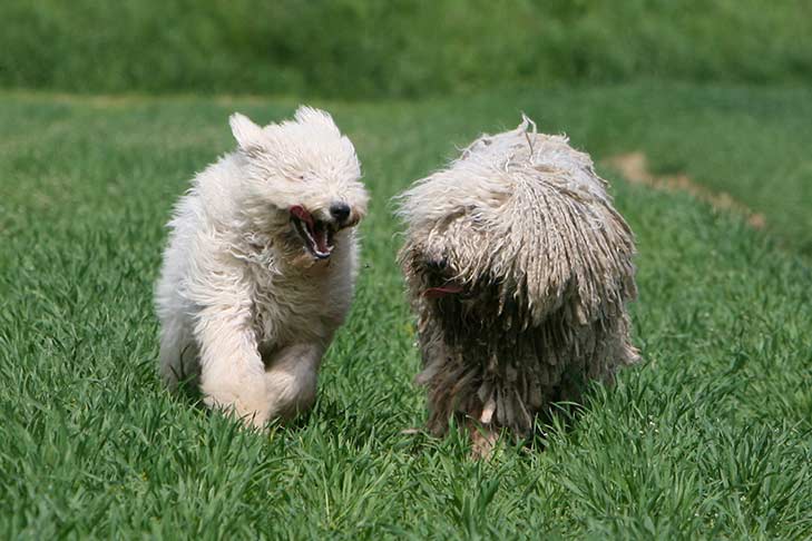 Puppies