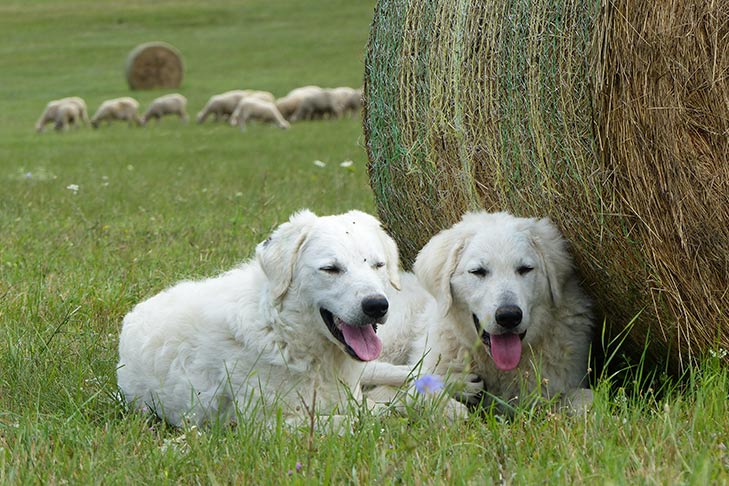 Puppies