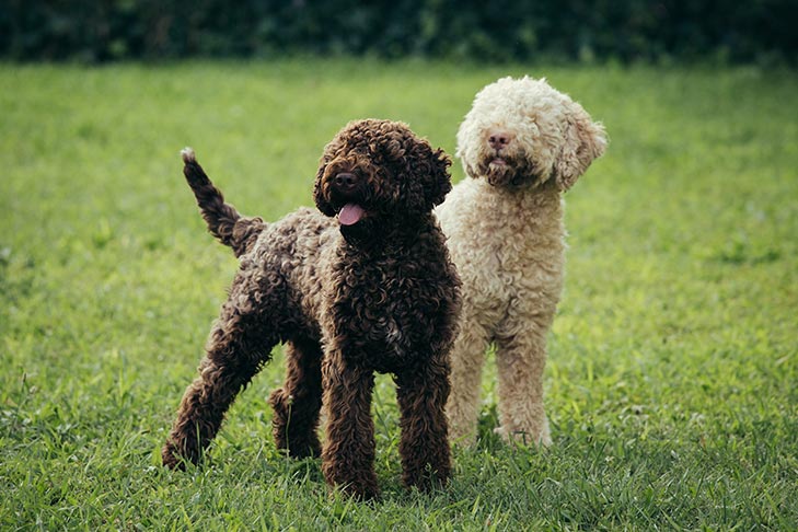 Puppies