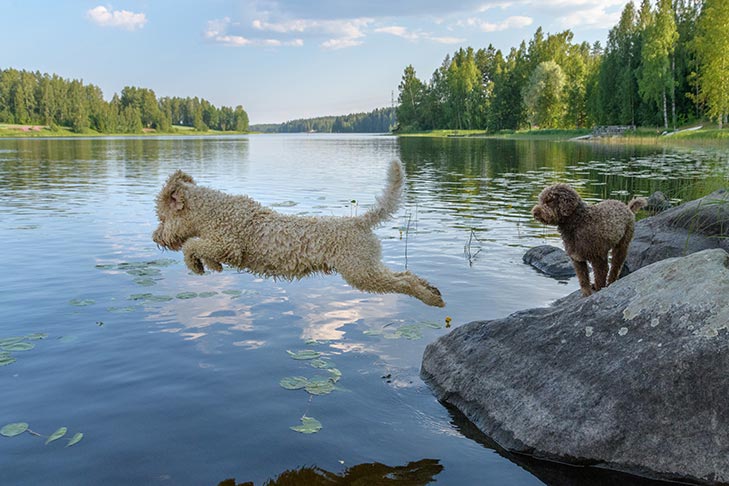 Puppies