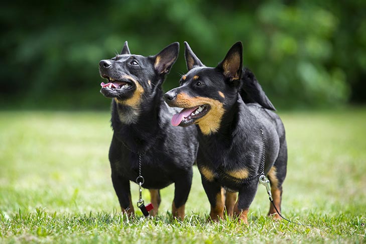 Puppies