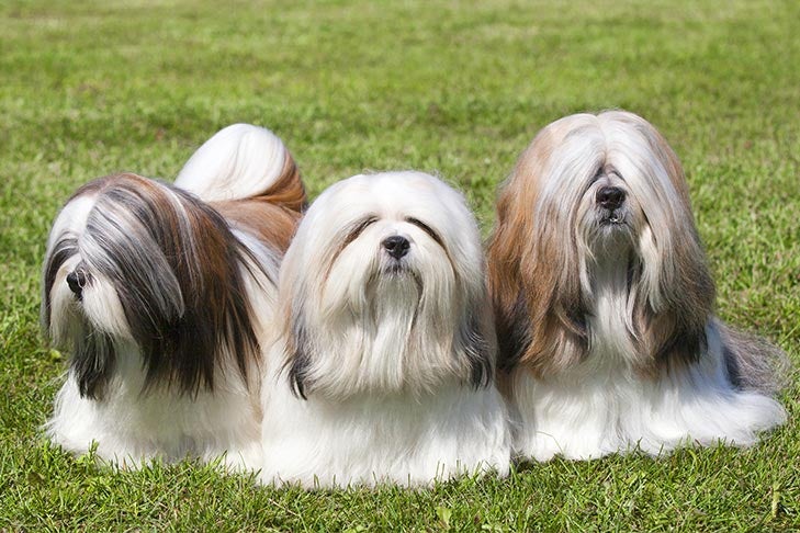 Puppies