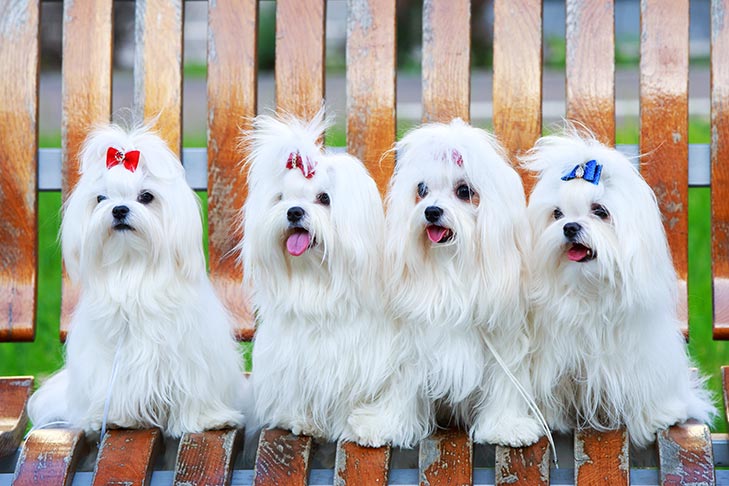 Puppies