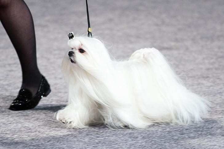 Puppies