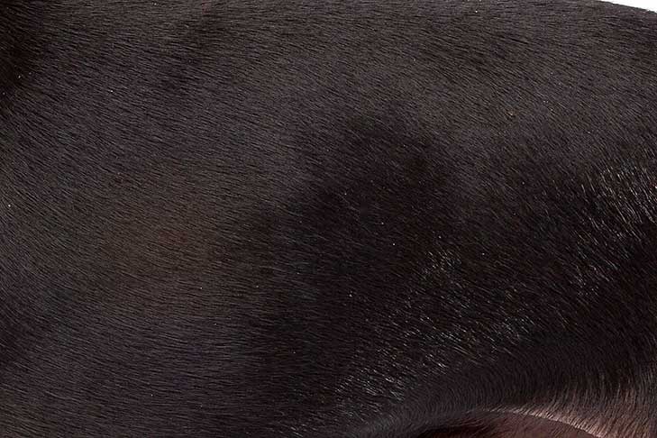 Puppies
