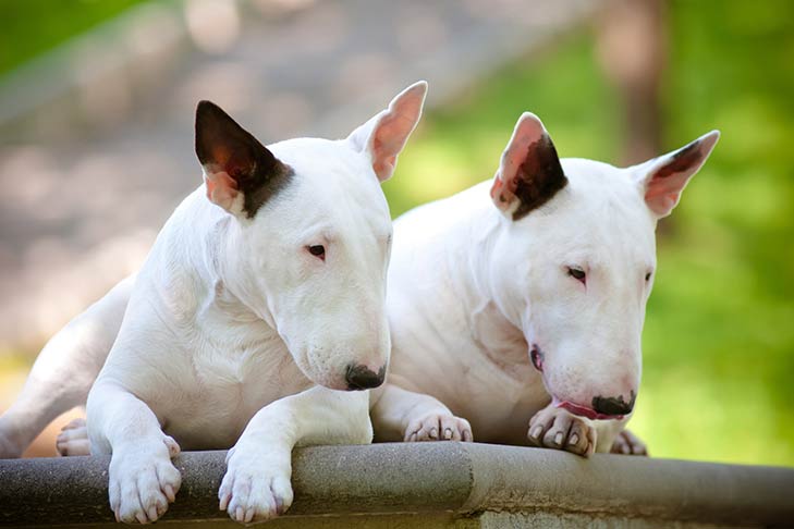 Puppies