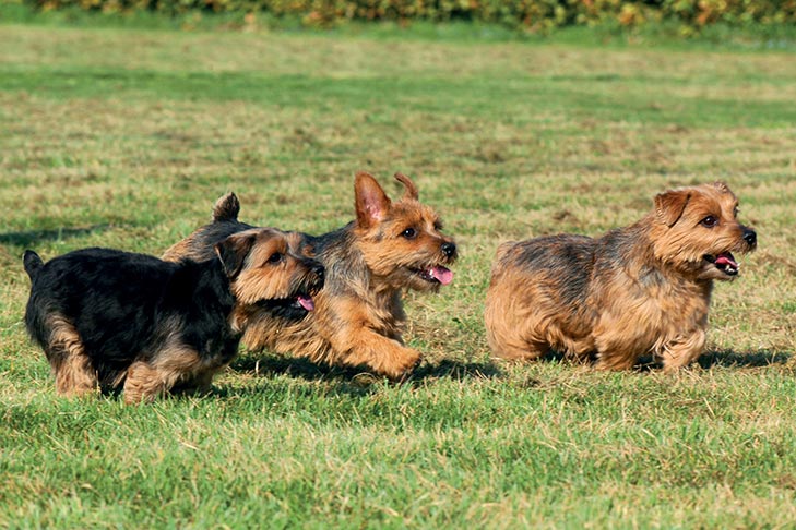 Puppies