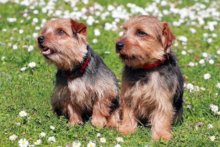 Puppies