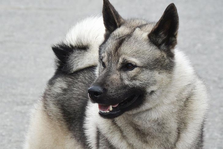 Puppies
