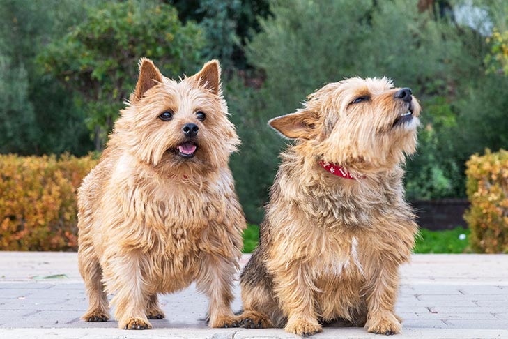 Puppies