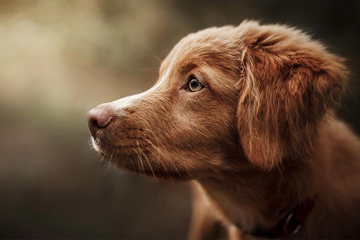 Puppies