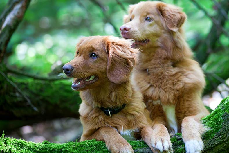 Puppies