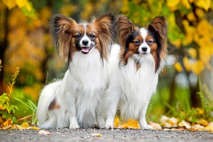 Puppies