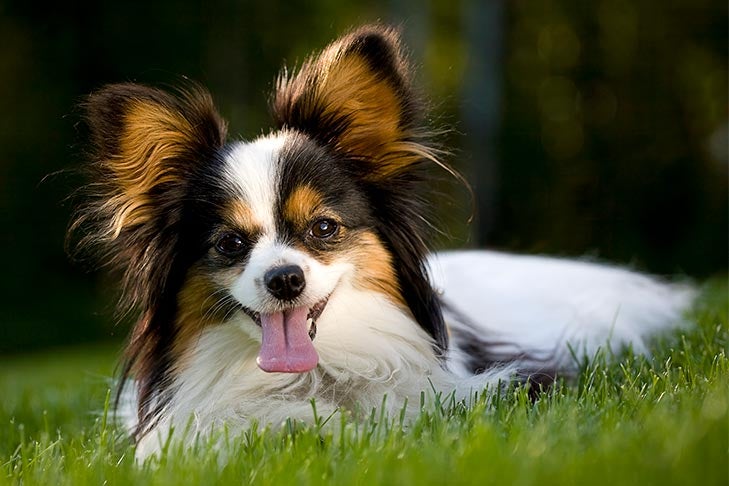 Puppies
