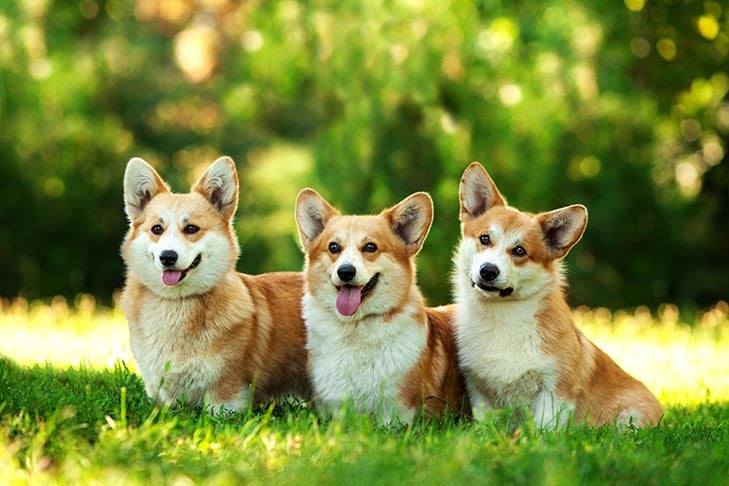 Puppies
