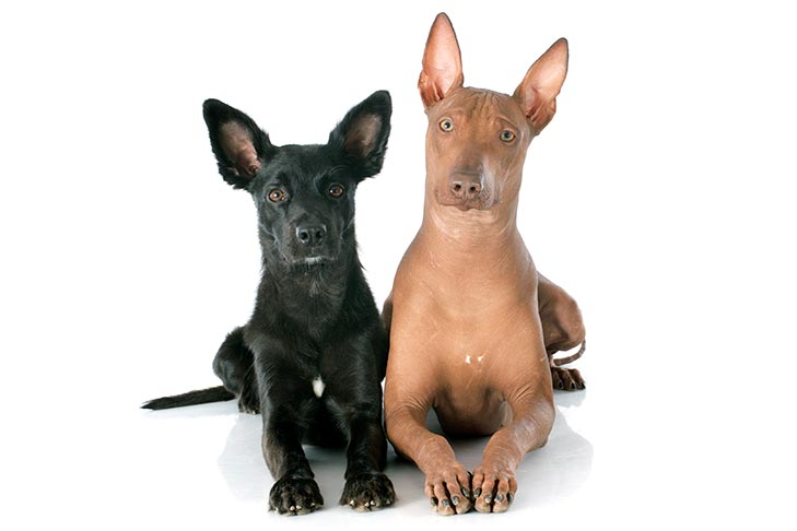 Puppies