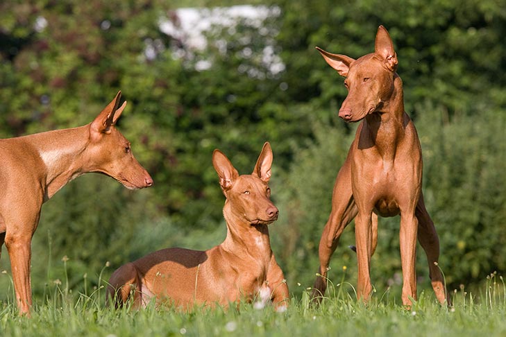 Puppies
