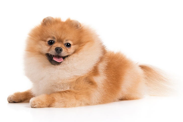Puppies