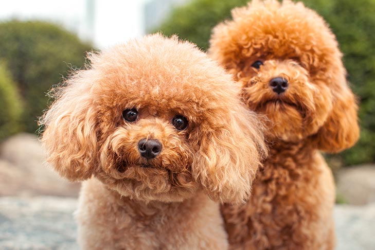 Puppies