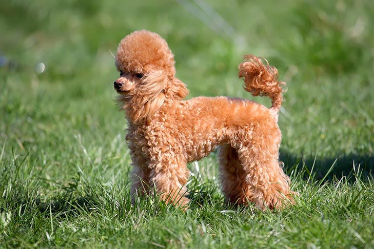 Puppies