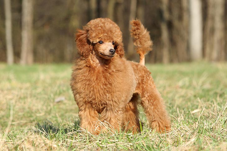 Puppies