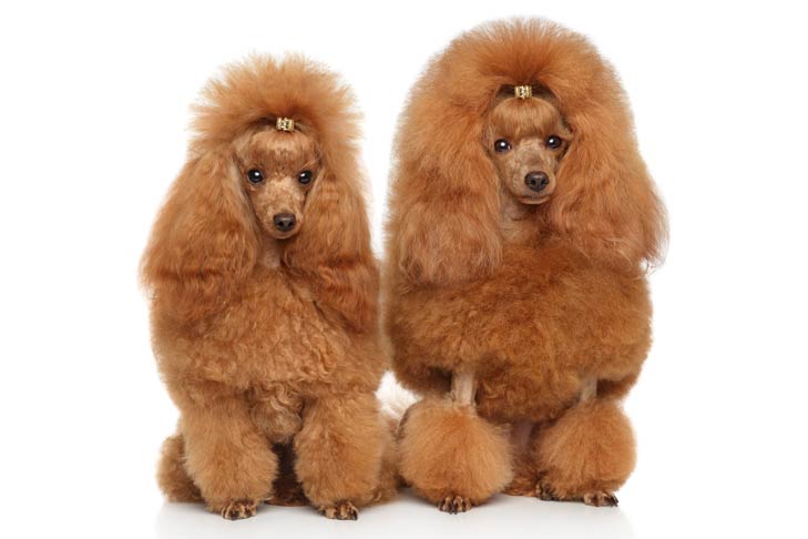Puppies