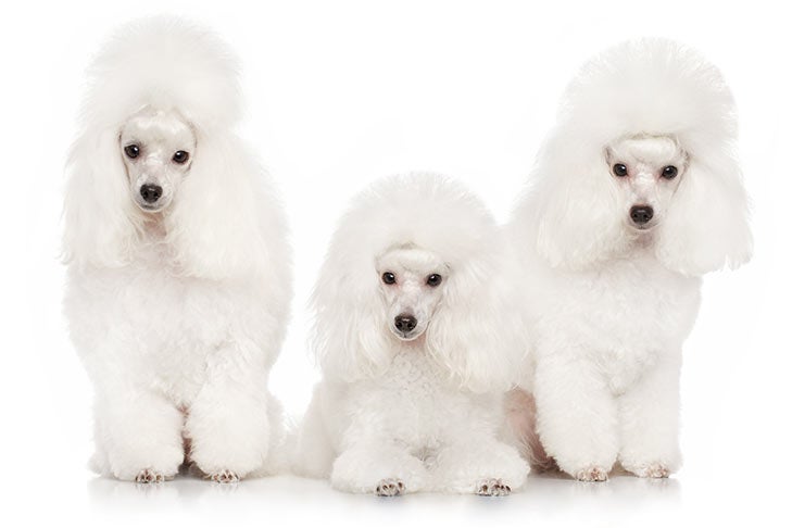 Puppies