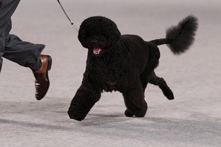 Puppies