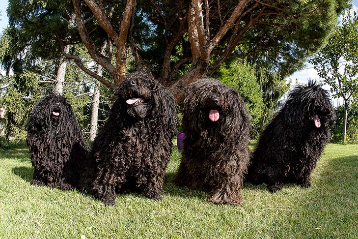 Puppies