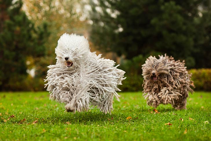 Puppies