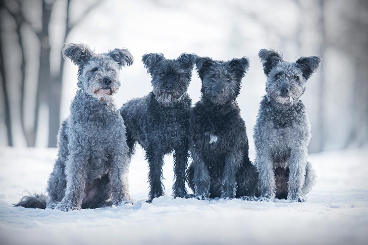 Puppies