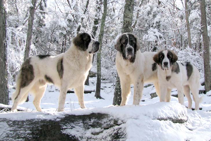 Puppies